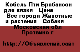 Кобель Пти Брабансон для вязки › Цена ­ 30 000 - Все города Животные и растения » Собаки   . Московская обл.,Протвино г.